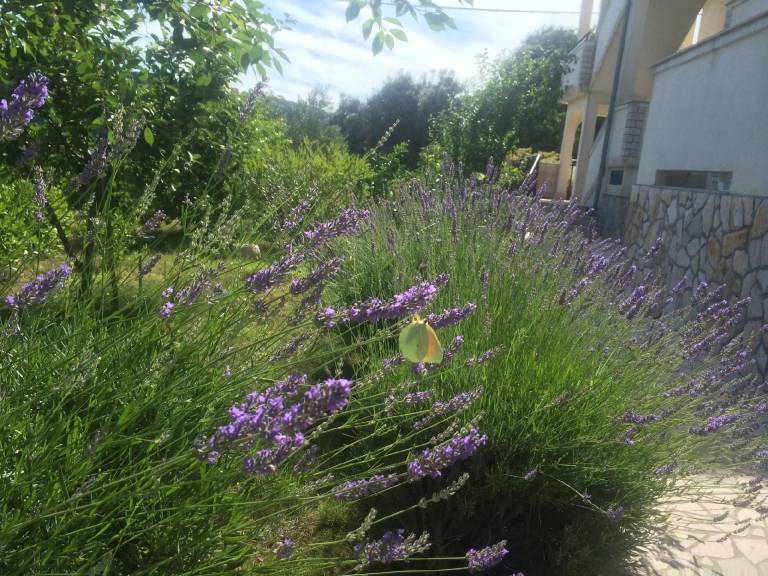 foto41