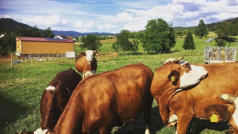 Ferienwohnung Zell am Harmersbach