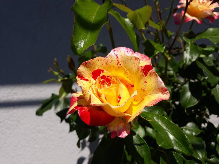 foto7