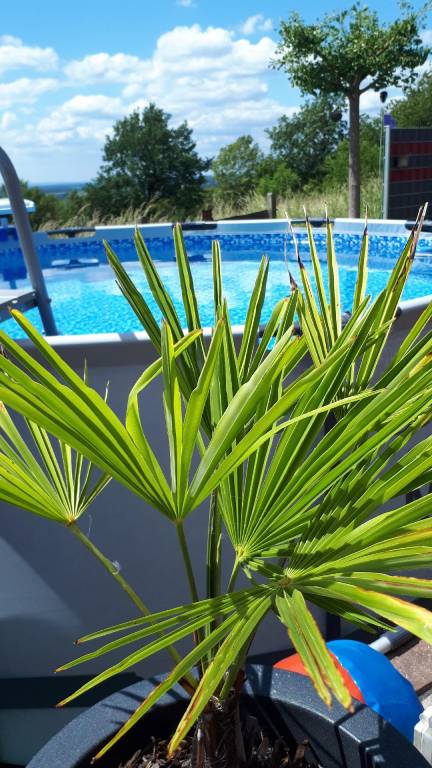 foto41