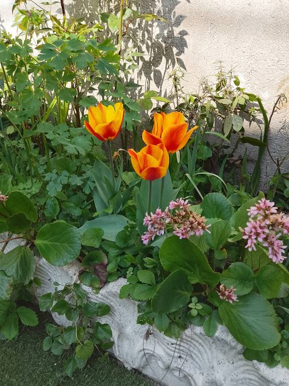 foto41