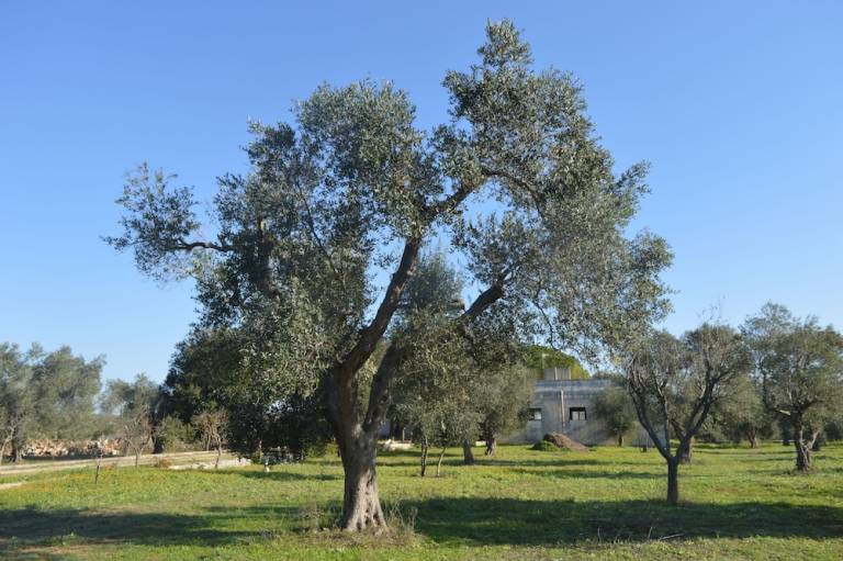 Agriturismo Borgagne