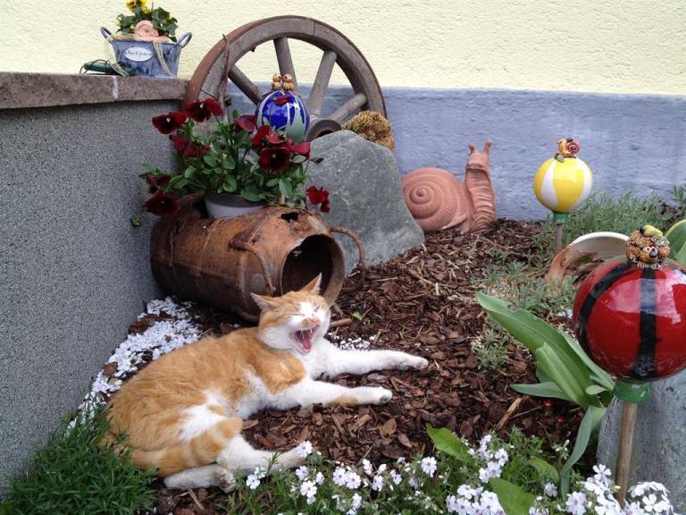 foto36