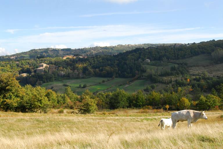 - Agriturismo La Piaggia - forest view apartment on the ground floor 2 guests — photo 5