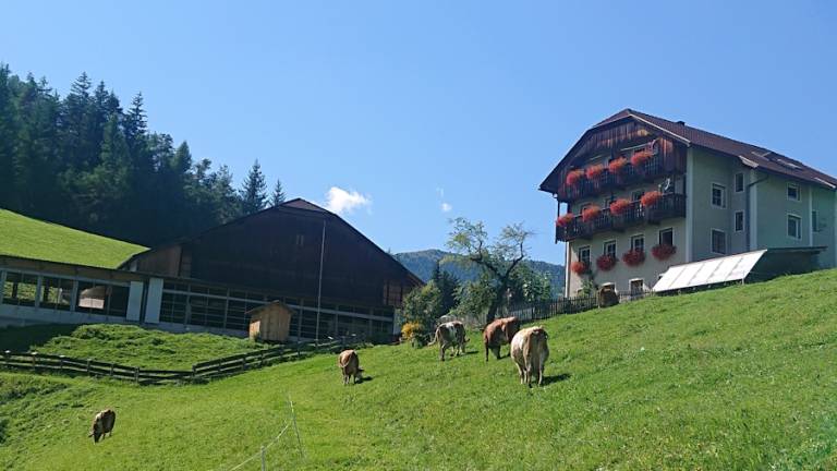 Col De Tlames: Alpenrose — photo 2