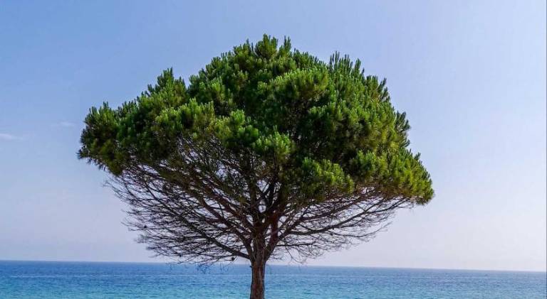 Lovely apartment with yard & terrace | Pet-friendly in Zakynthos
