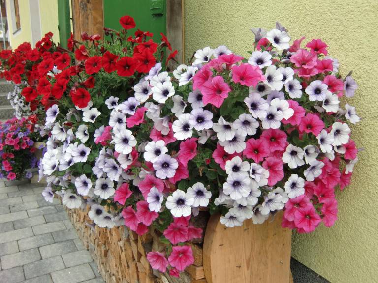 foto9