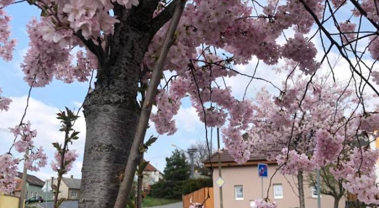Rental apartment with patio & yard in Plzen
