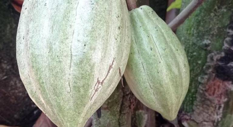 Vacation home | Pet-friendly — photo 4
