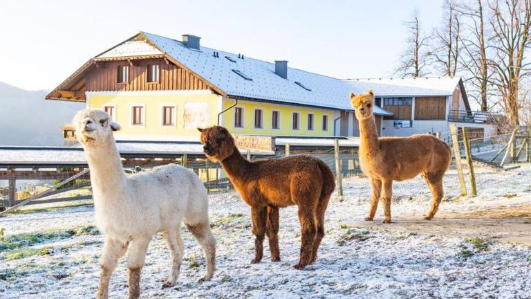 Ferienwohnung Waidhofen an der Ybbs