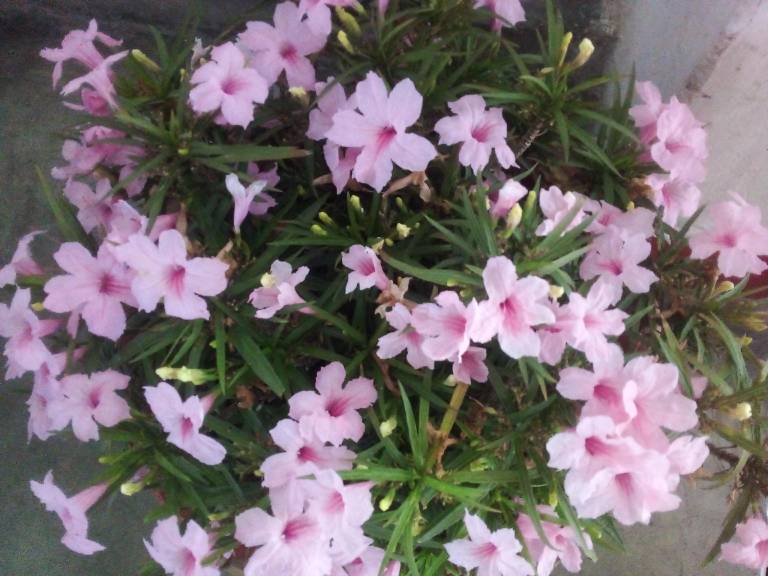 foto12