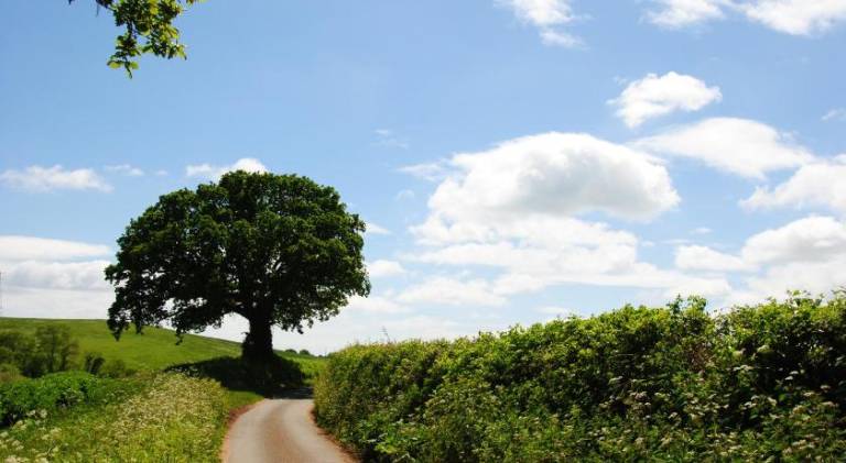 Wonderful lodge with terrace & garden | Pet-friendly in Exmouth