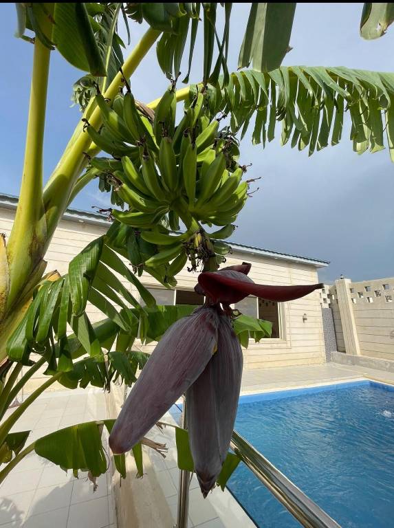 House with terrace, pool & garden | Dogs allowed in Makkah