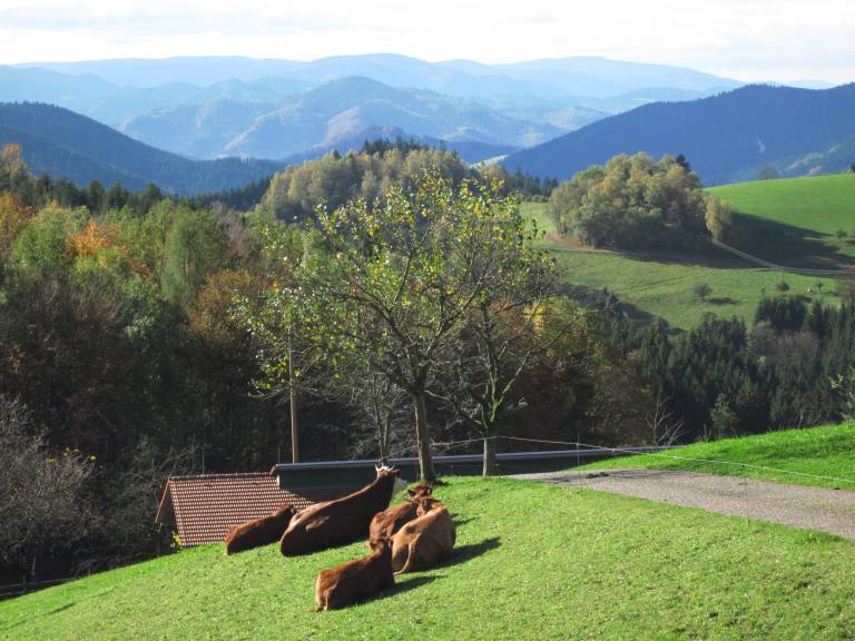 Ferienwohnung  Zell am Harmersbach