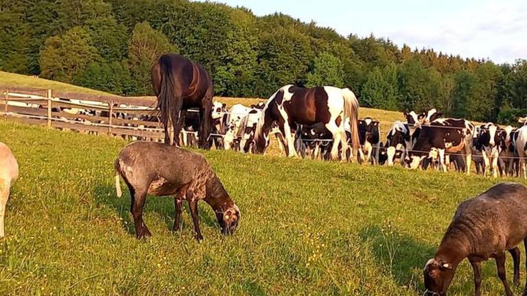 Ferienwohnung Zell am Moos