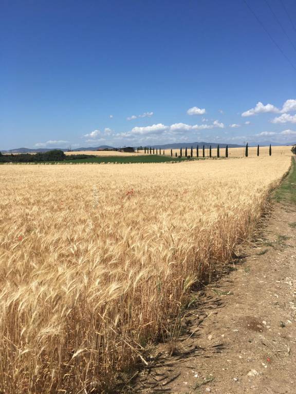 Camera privata Località Torre di Maremma