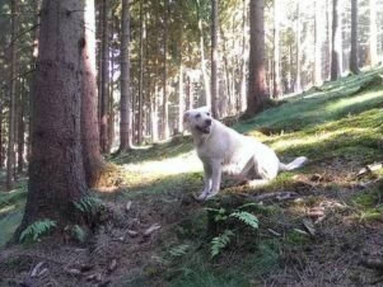 Ferienhaus in Elbersreuth, Presseck für max. 2 Personen Ferienhaus in Elbersreuth, Presseck für max. 2 Personen