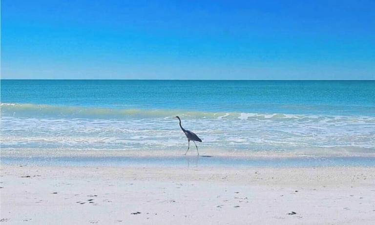 Ferienhaus Siesta Key