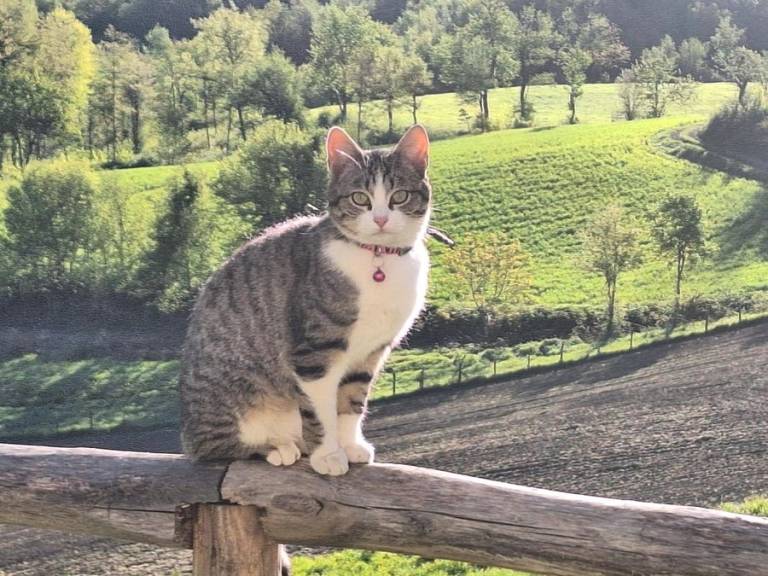foto40