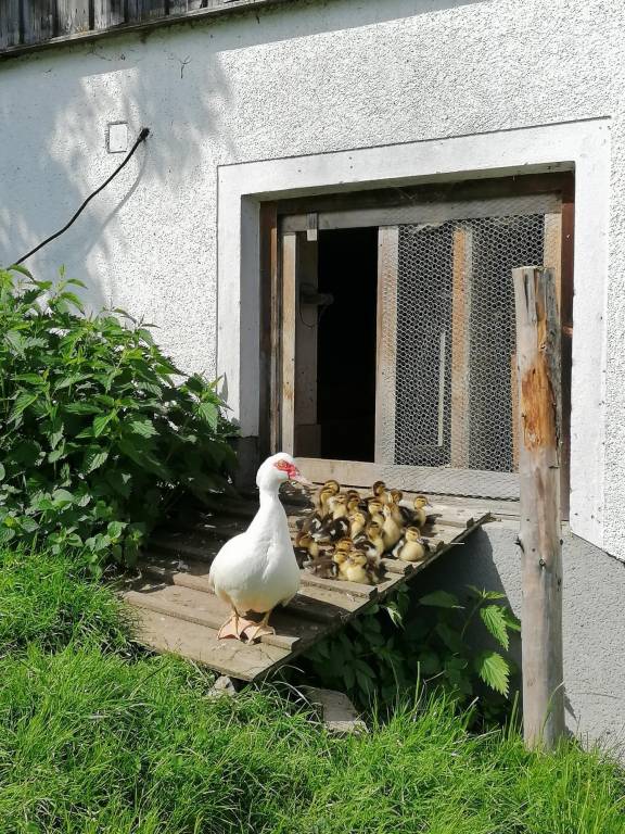 Sommerau, Krallinger — photo 3