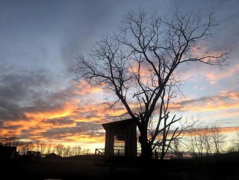 Cabin Pine Grove