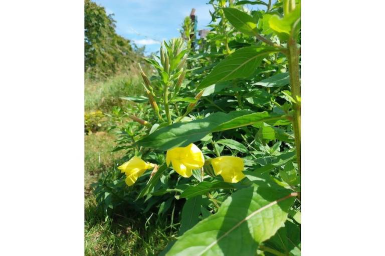 Ferienhaus  Schwerborn