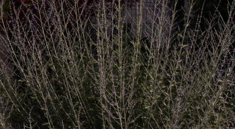 foto38