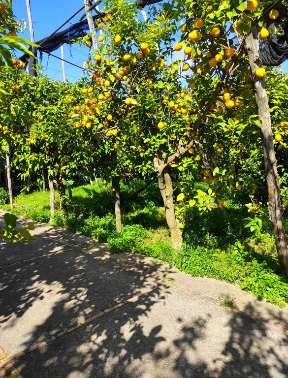 foto42