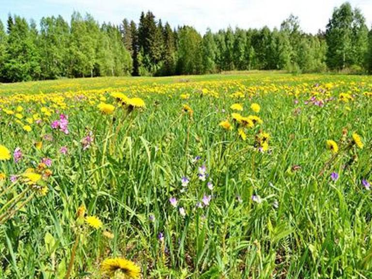 Vacation home with sauna & yard | Nature view | Pets allowed — photo 4