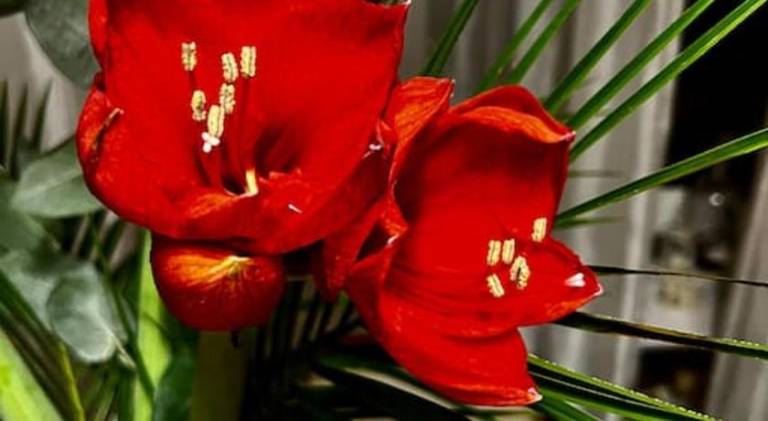 foto7