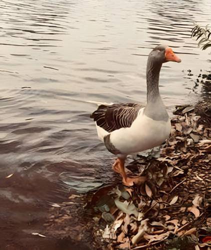foto17