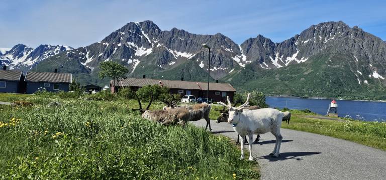 Ferienwohnung mit Hund inØksfjord, Norwegen Mittelnorwegen f&uuml;r max. 4 Personen