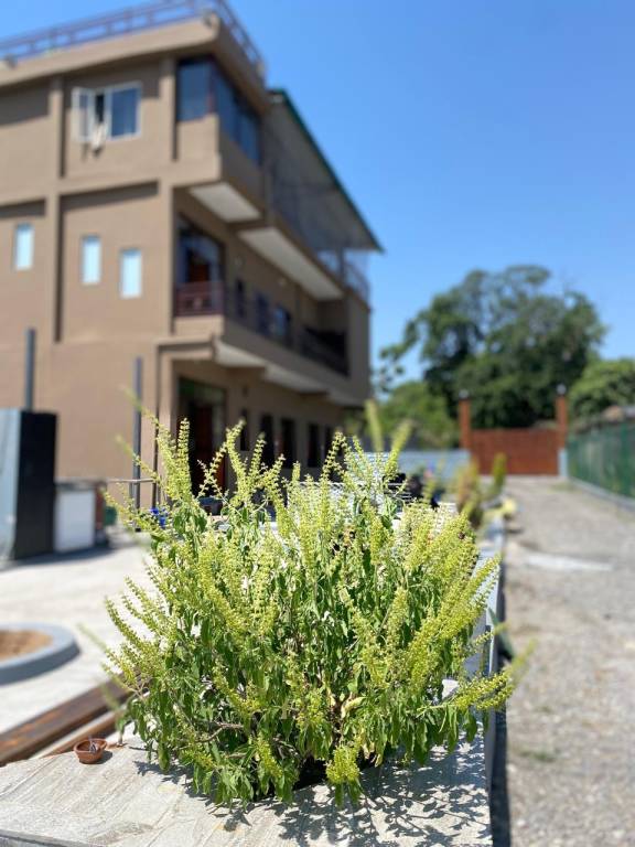 Rajaji Foresh Inn — photo 3