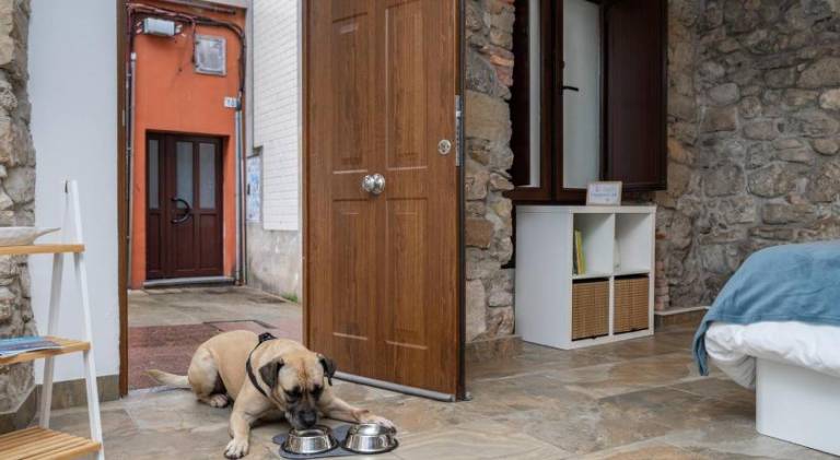 Holiday apartment | Next to the beach | Pets allowed — photo 4