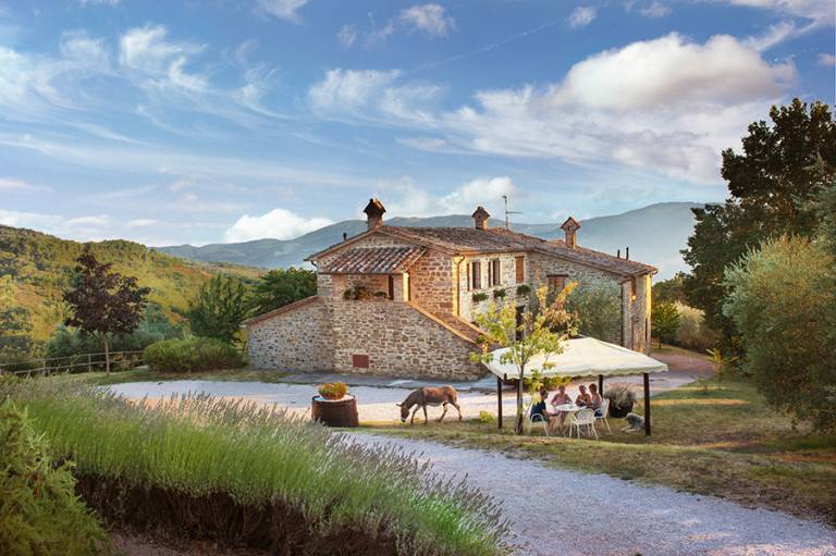 Agriturismo Ampugnano a Gubbio: Ampugnano Leccino — photo 3