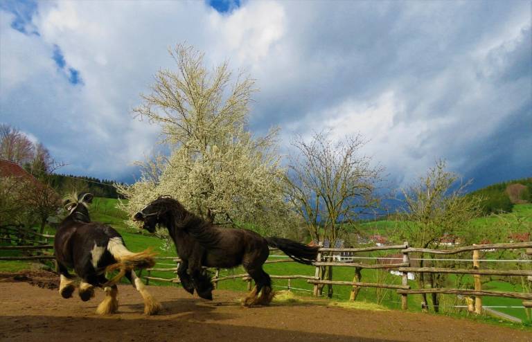 Ferienwohnung  Elzach