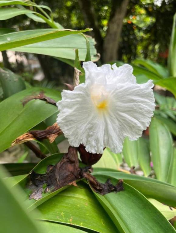 Manigua Tayrona Hostel — photo 4