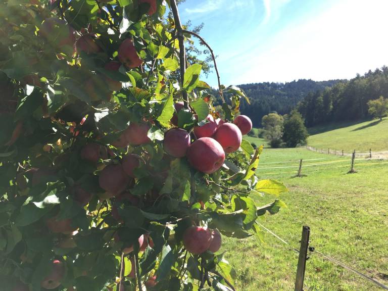 foto11