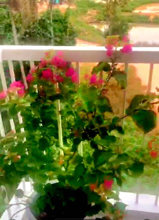 foto39