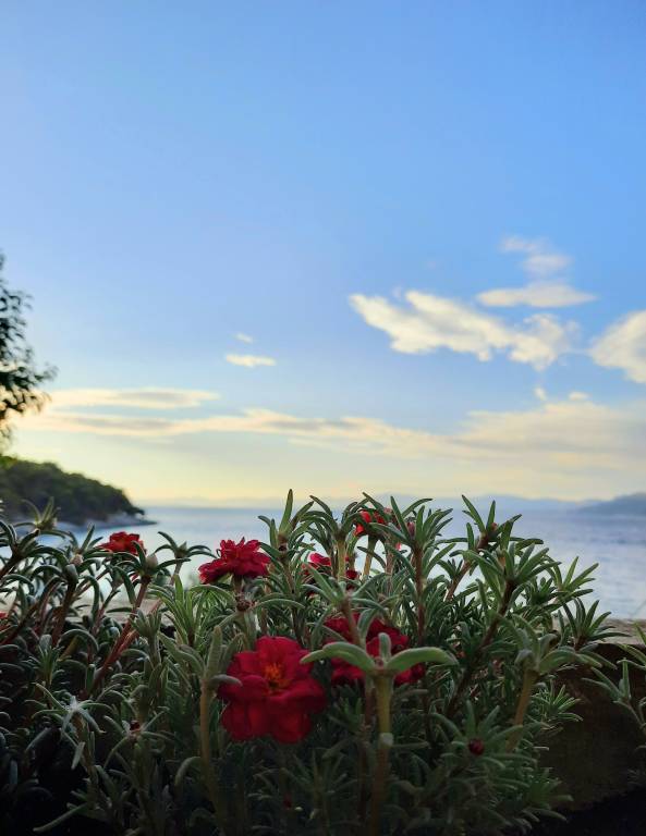 Beachfront apartment with big terrace and garden — photo 4
