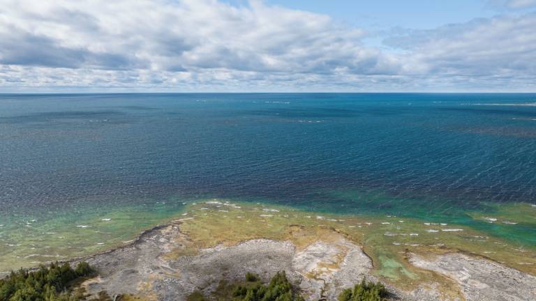 Cottage Lion's Head