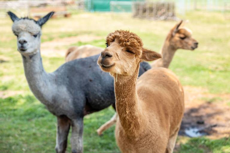 Ferienwohnung Dinkelsbühl