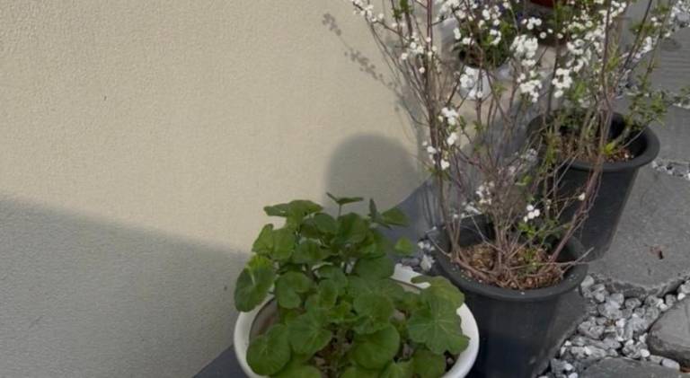 foto41
