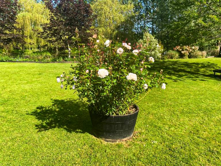 foto16