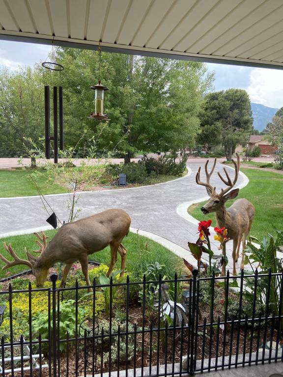 House Colorado Springs