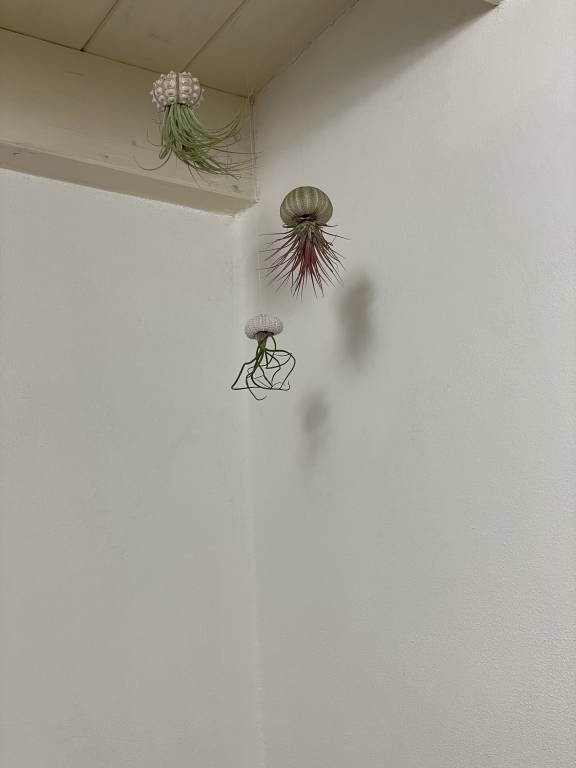 foto19