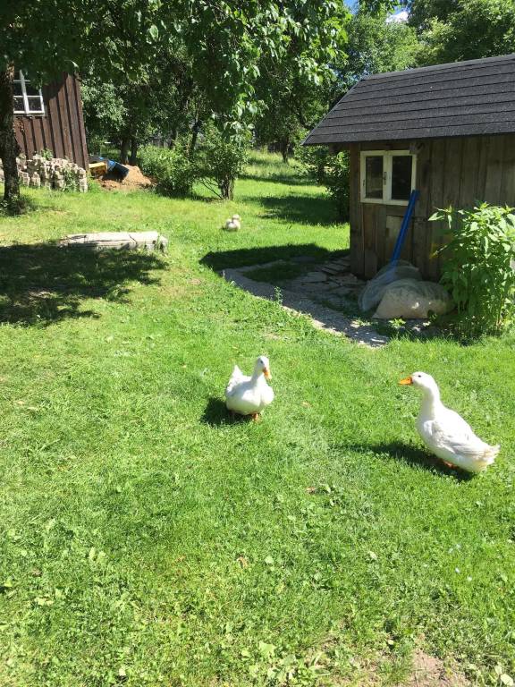 foto17