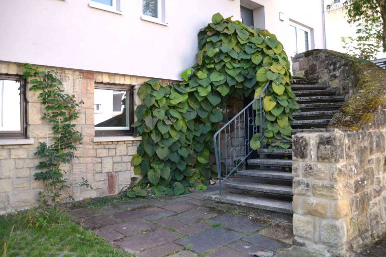 Ferienwohnung Assmannshausen
