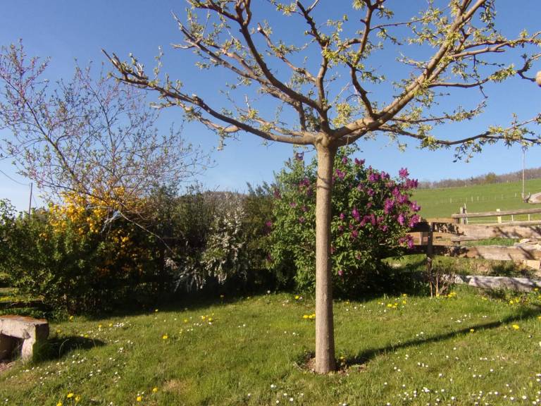 Cottage with barbeque & yard — photo 4