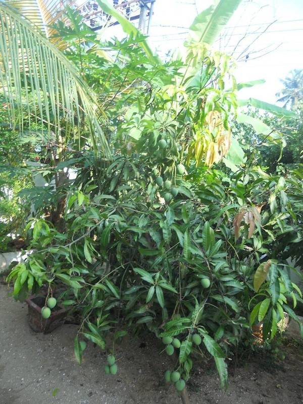 foto8